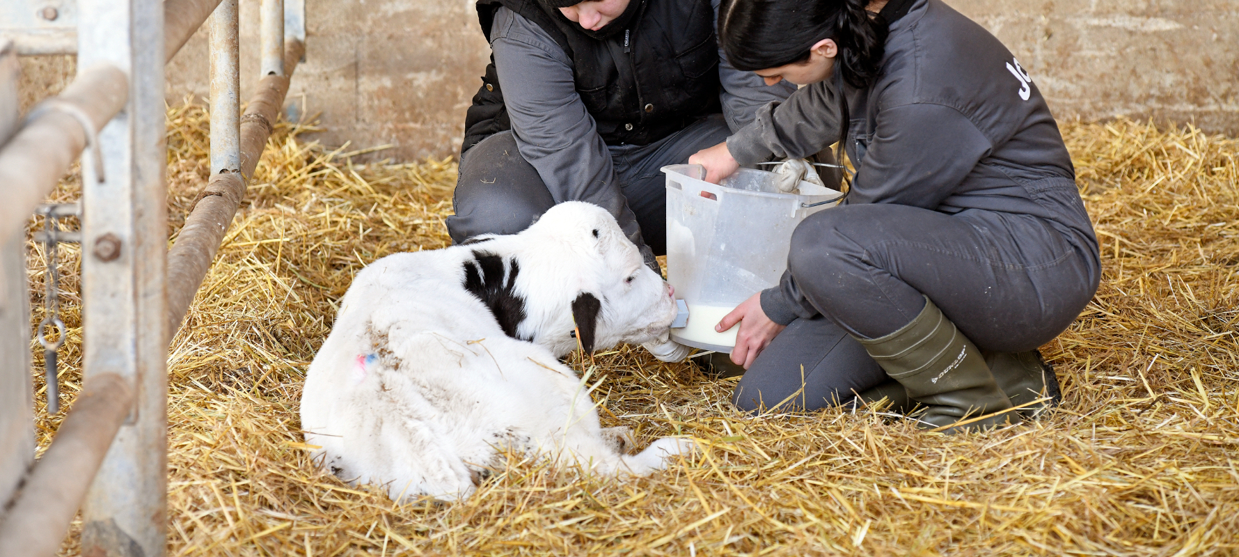 grau superior ramaderia i sanitat animal