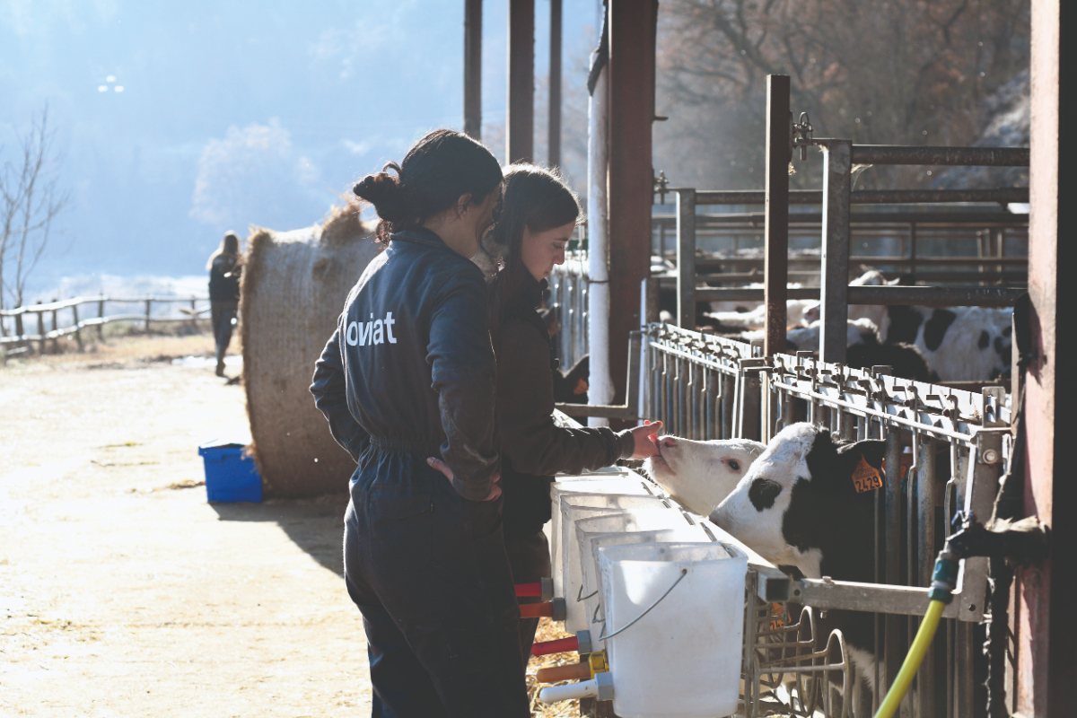 grau superior ramaderia i sanitat animal